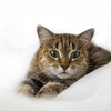 Кошка гадит на кровать – причины и как бороться
