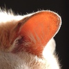 Правильная чистка ушей у кошки